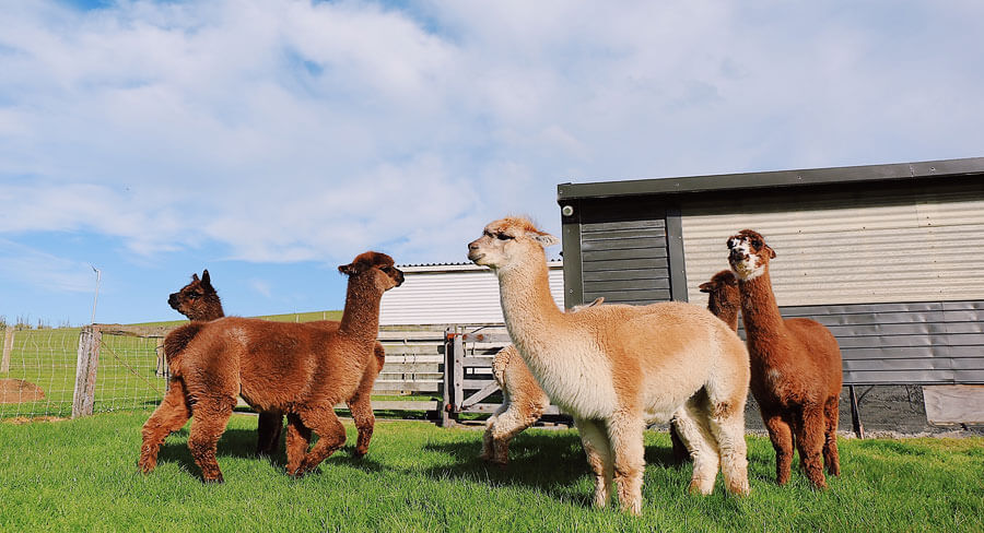 alpaca alpacas