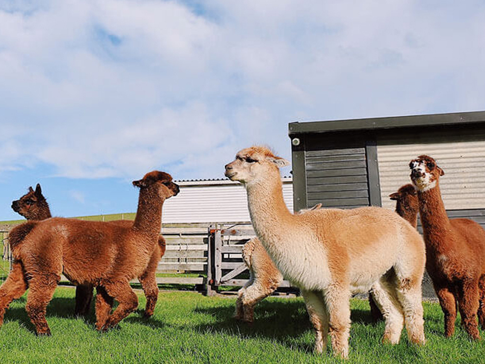 alpacas alpacas