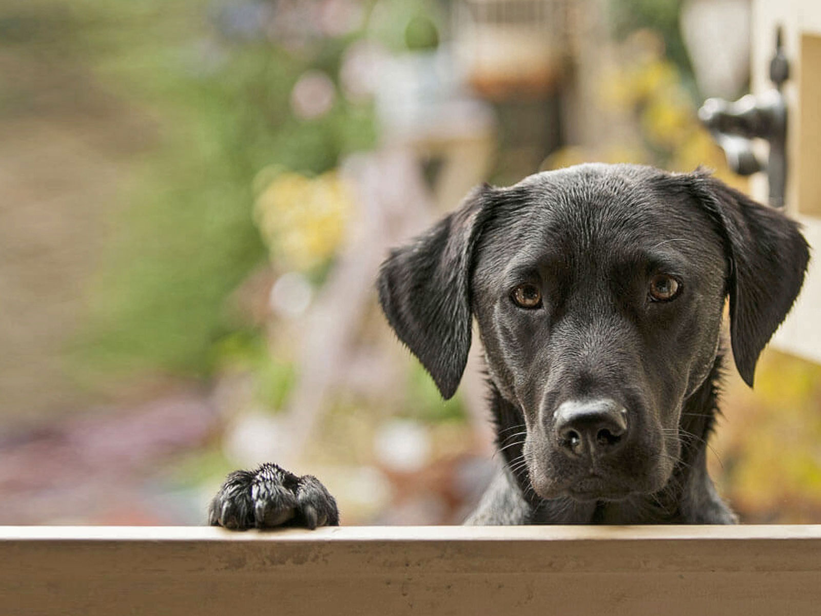dog-friendly Dog Friendly